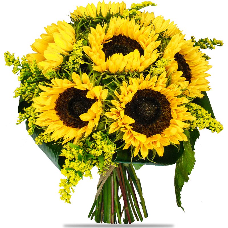 Elegante Sonnenblumen